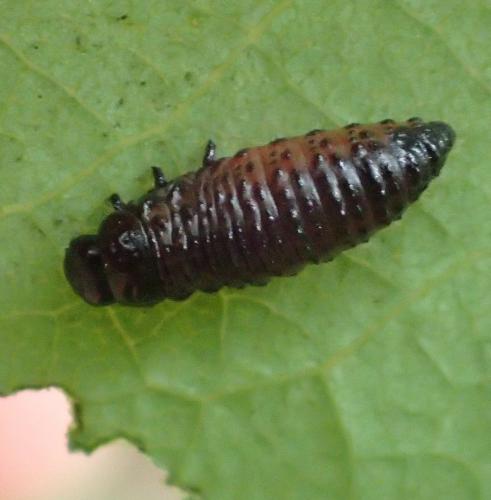 Réf. 183 107 : Galerucinae inconnu